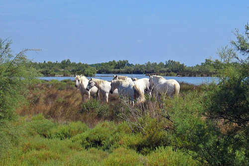 Camargue trip planner