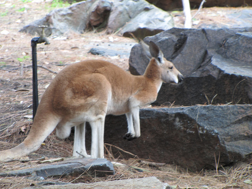 Perth Zoo trip planner